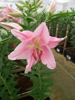 [5336 Euskadi VH No01.JPG]